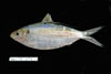 Opisthonema oglinum, Atlantic threadfin herring, from SEAMAP collections